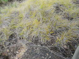 Image of Styppeiochloa hitchcockii (A. Camus) Cope