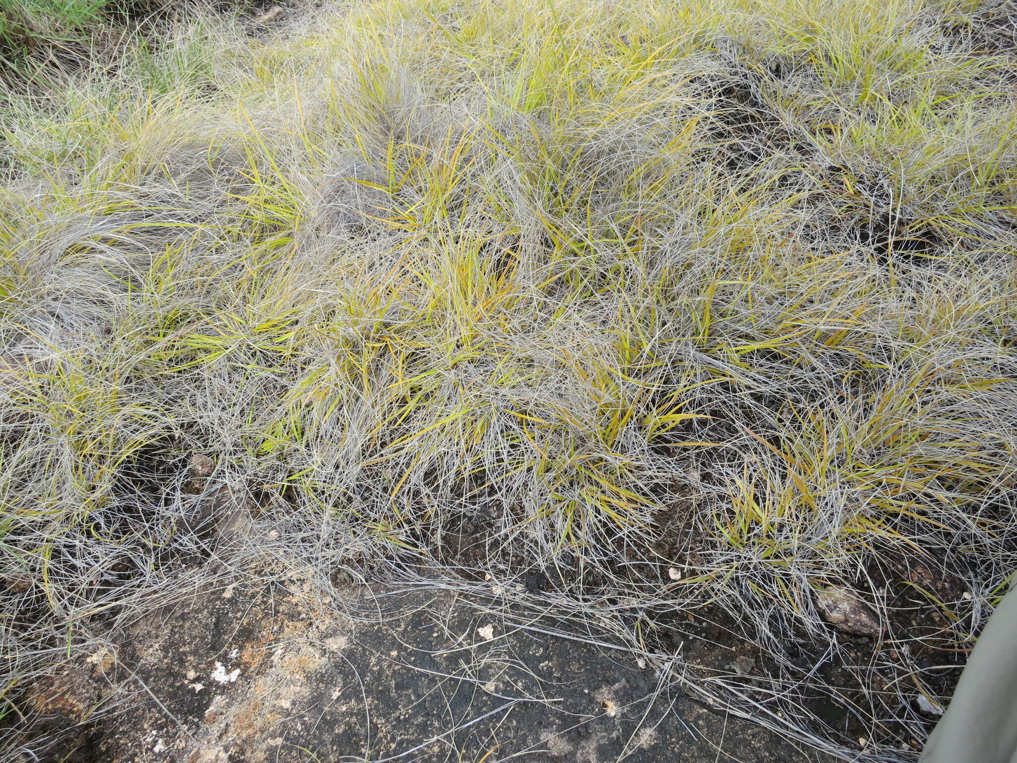 Image of Styppeiochloa hitchcockii (A. Camus) Cope