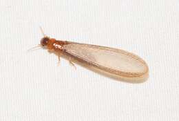 Image of Termite