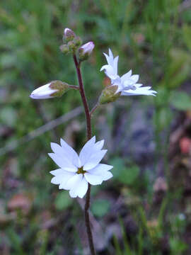 Image of San Francisco woodland-star