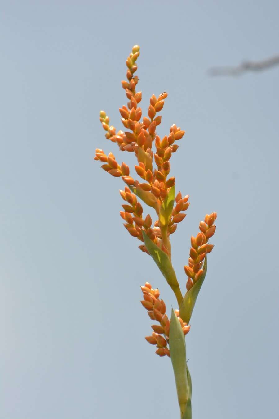 Image of Catopsis occulta Mart.-Correa, Espejo & López-Ferr.