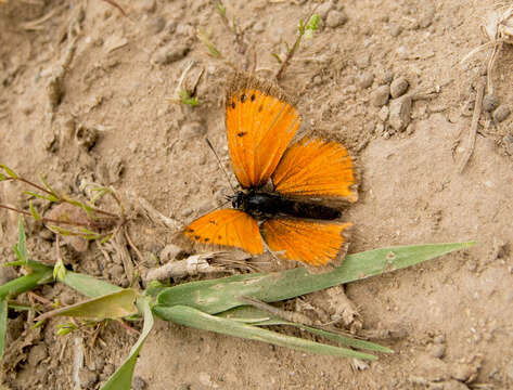 Image of <i>Lycaena ottomana</i>