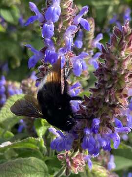 Imagem de Bombus volucelloides Gribodo 1892