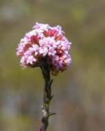 Image of Stoebe capitata Berg.