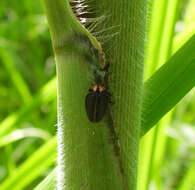 Imagem de Aspisoma pulchellum (Gorham 1880)