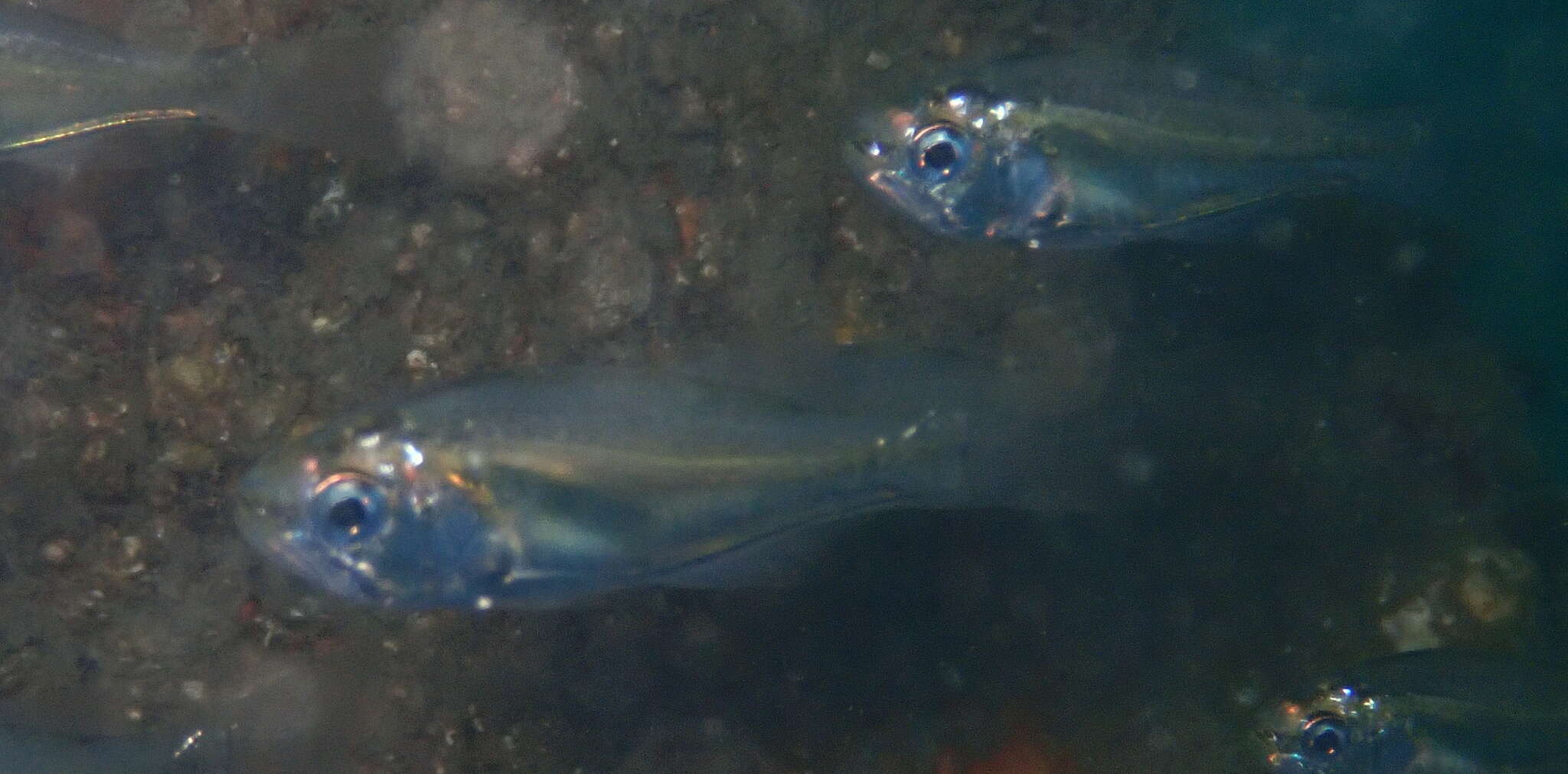 Image of Pink-breasted siphon-fish