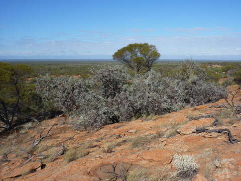 Image of round-leaf mallee