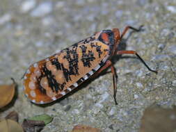 Image of Aphaena (Aphaena) discolor Guérin-Méneville 1834