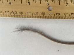 Image of long-tailed pocket mouse