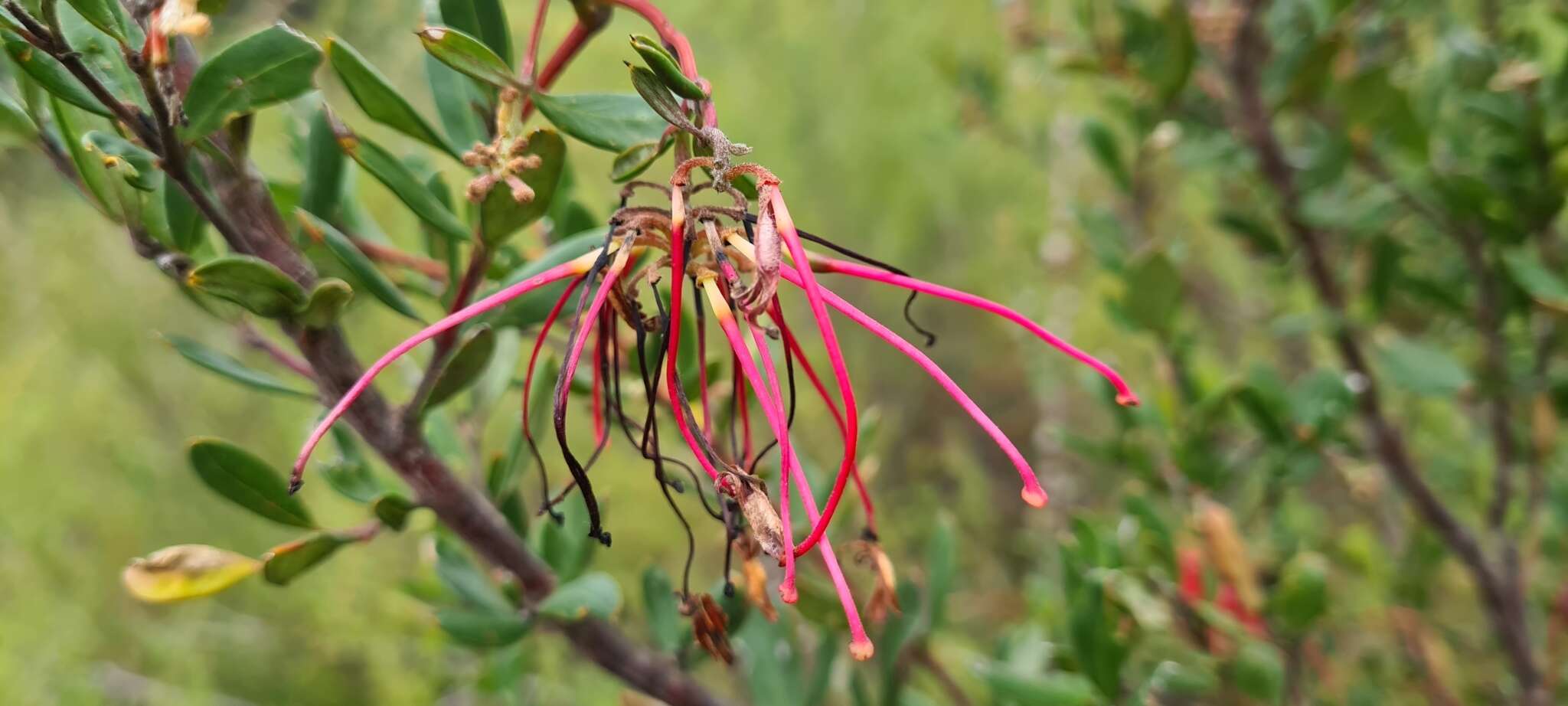 Imagem de Grevillea speciosa (Knight) Mc Gill.