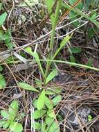 Plancia ëd Balduina uniflora Nutt.