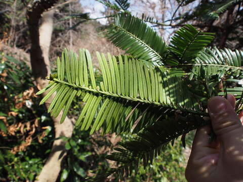 Imagem de Cephalotaxus harringtonii var. harringtonii