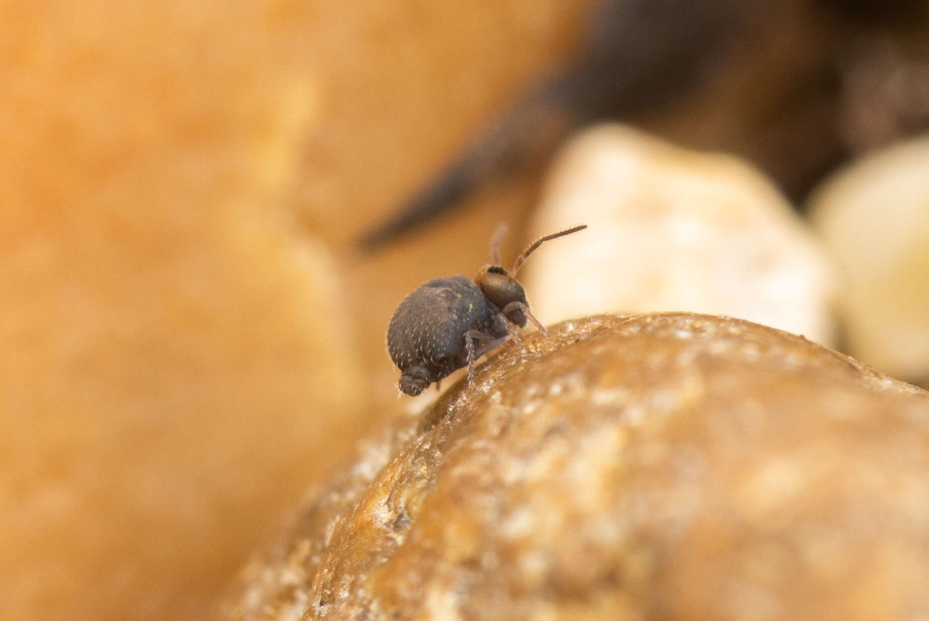 Image of Garden Springtail