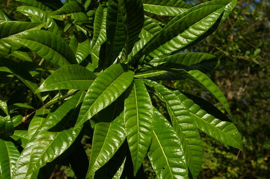 Image of Lesser quinine-tree