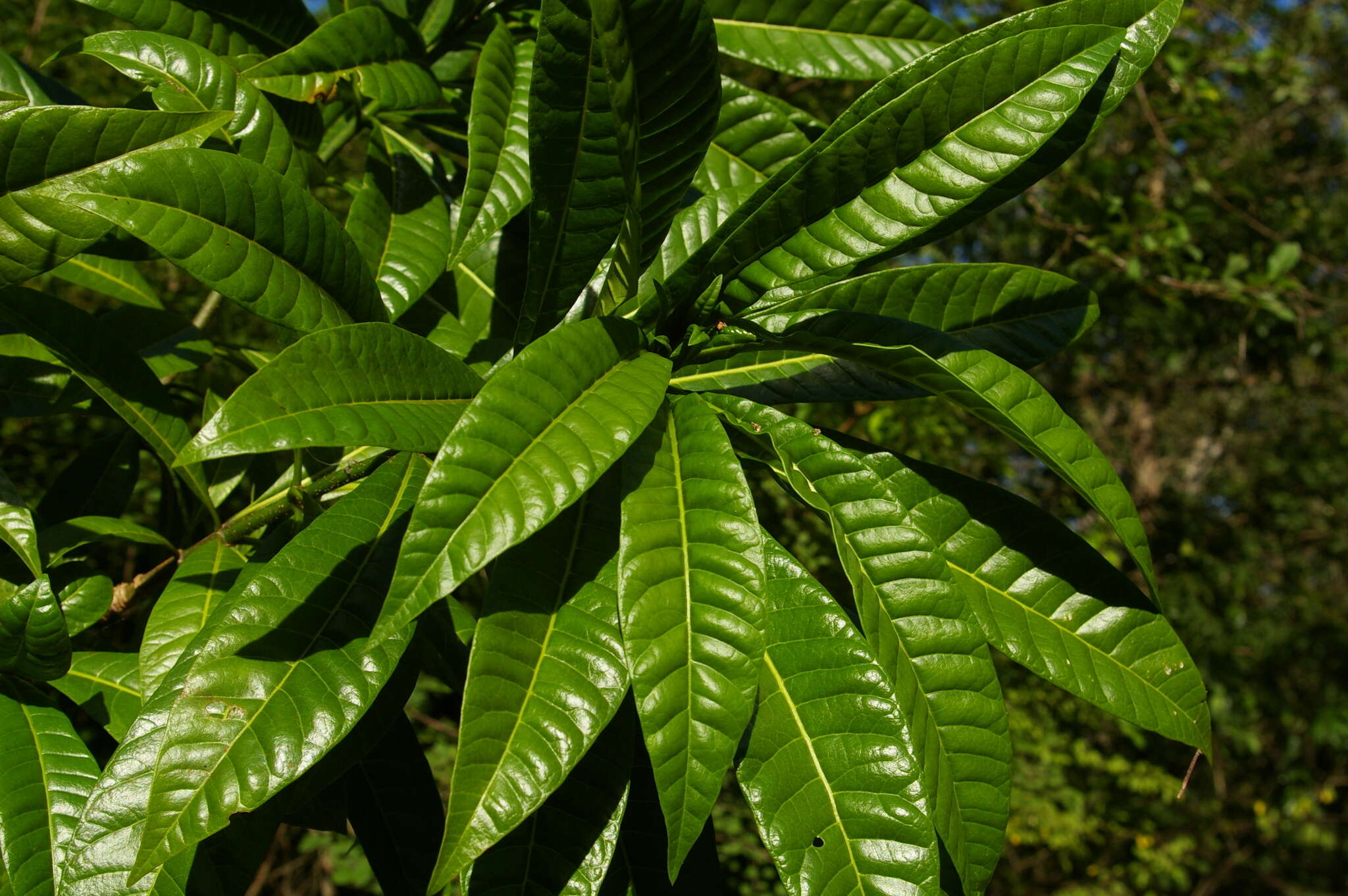 Image of Lesser quinine-tree