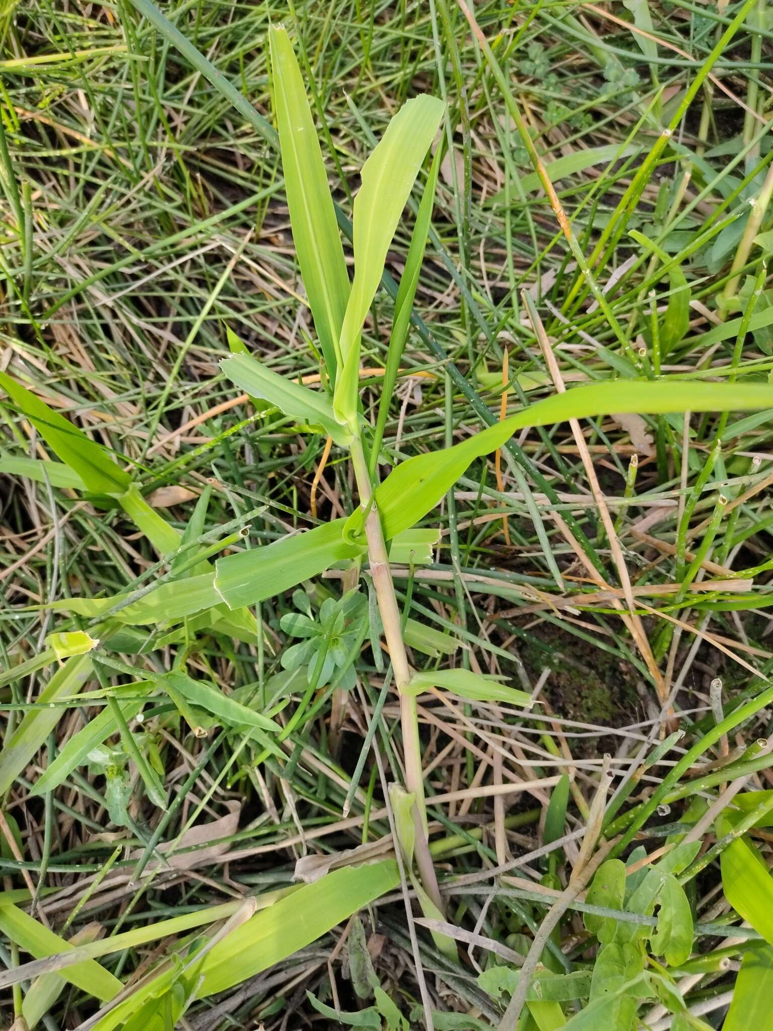 Plancia ëd Hymenachne amplexicaulis (Rudge) Nees