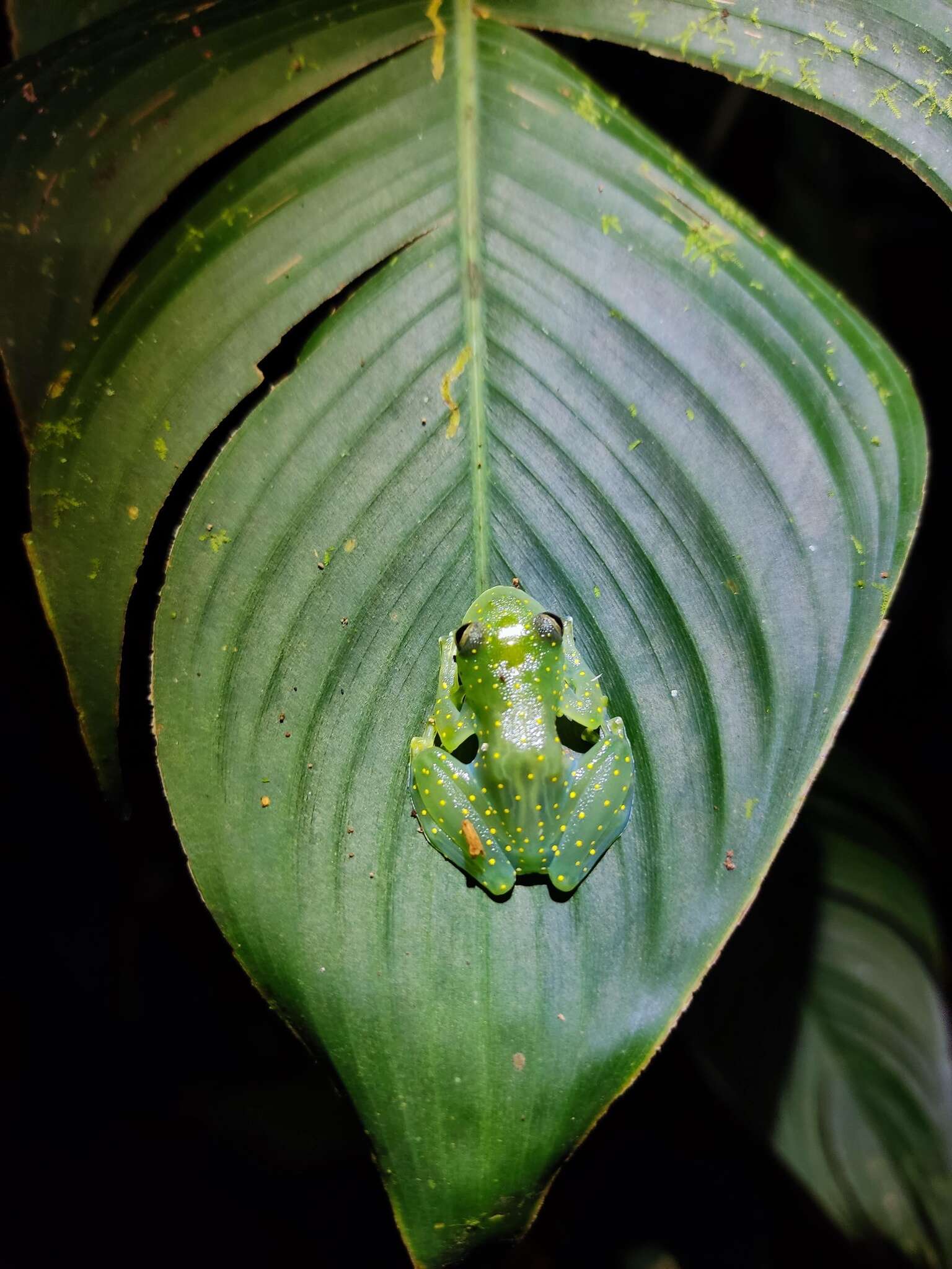 Image of San Jose Cochran Frog