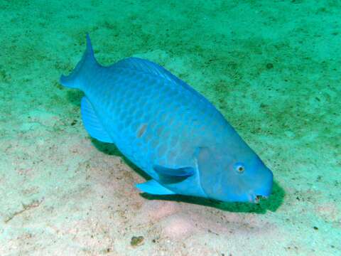 Image of Blue Kwab