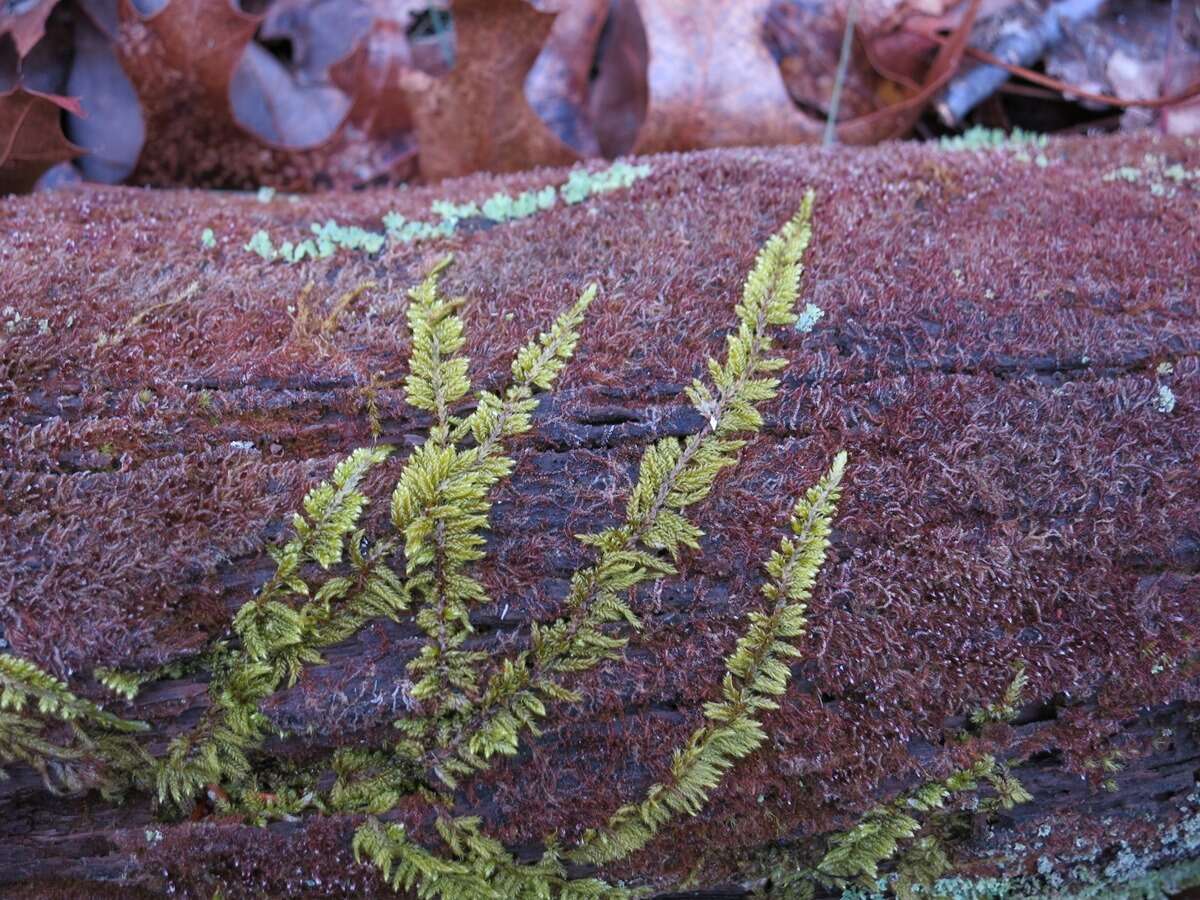 Image of delicate thuidium moss