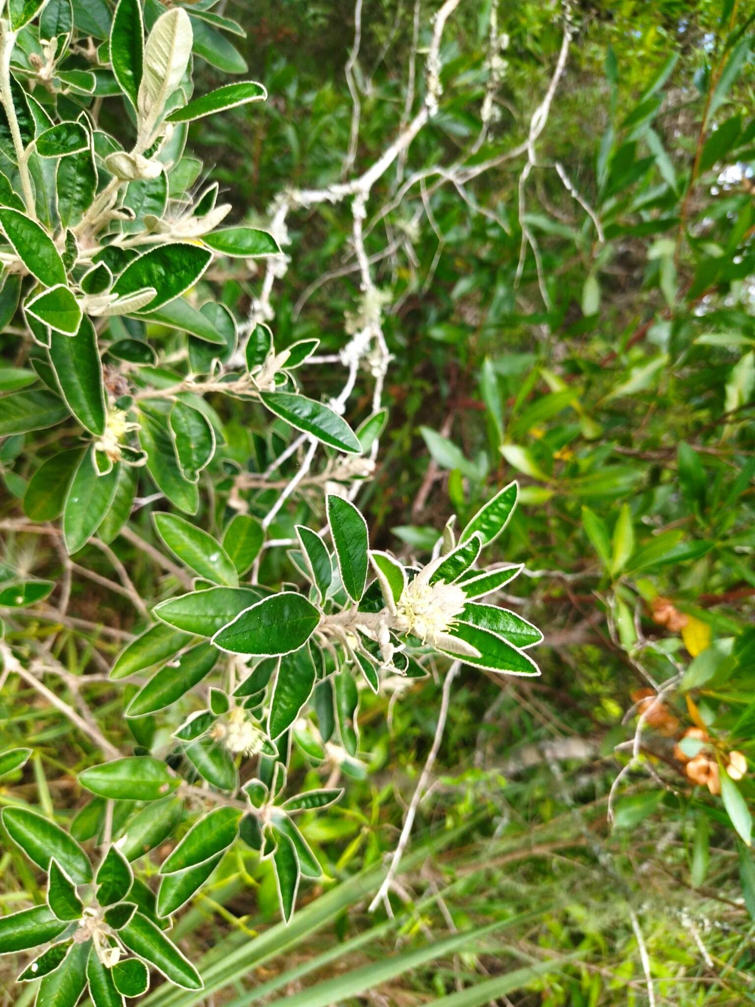 Image of Croton hilarii Baill.