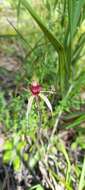 Caladenia montana G. W. Carr的圖片