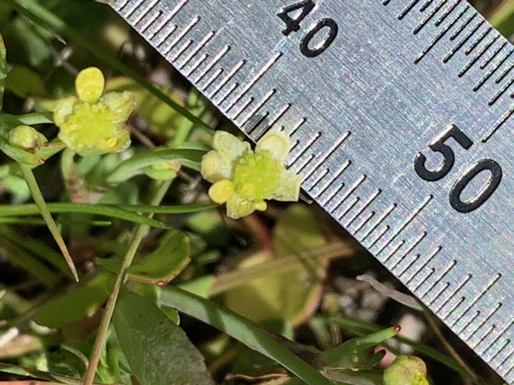 Image de Ranunculus bonariensis subsp. trisepalus (Gill. ex Hook. & Arnott) J. Molero