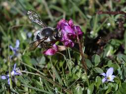 Слика од Trifolium burchellianum Ser.