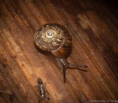 Image of Ngairea dorrigoensis (Iredale 1941)