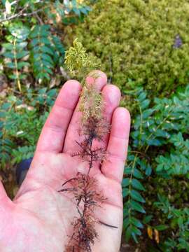 Image of hylocomium feather moss