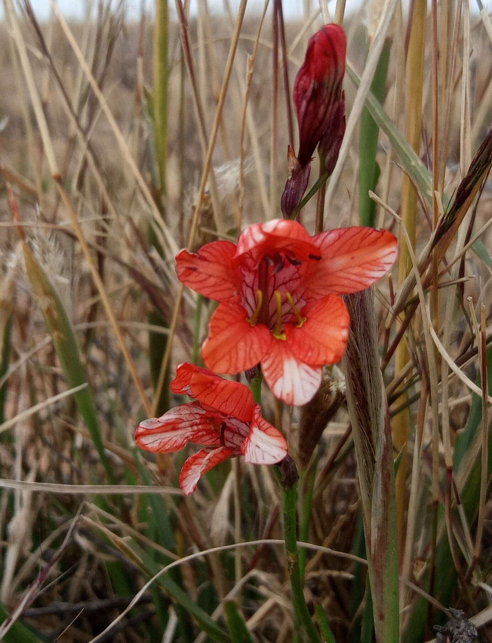 Image of Tritonia laxifolia (Klatt) Baker