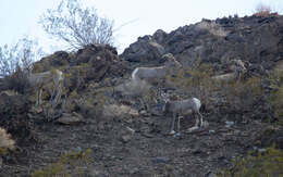 Image of Desert bighorn sheep