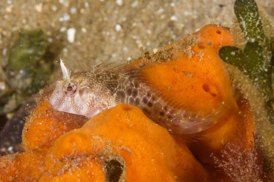 Image of Tasmanian Blenny