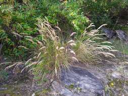 Plancia ëd Achnatherum calamagrostis (L.) P. Beauv.