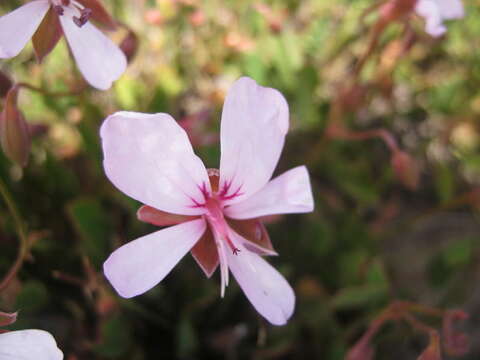 Image of Pelargonium ovale (Burm. fil.) L'Her.