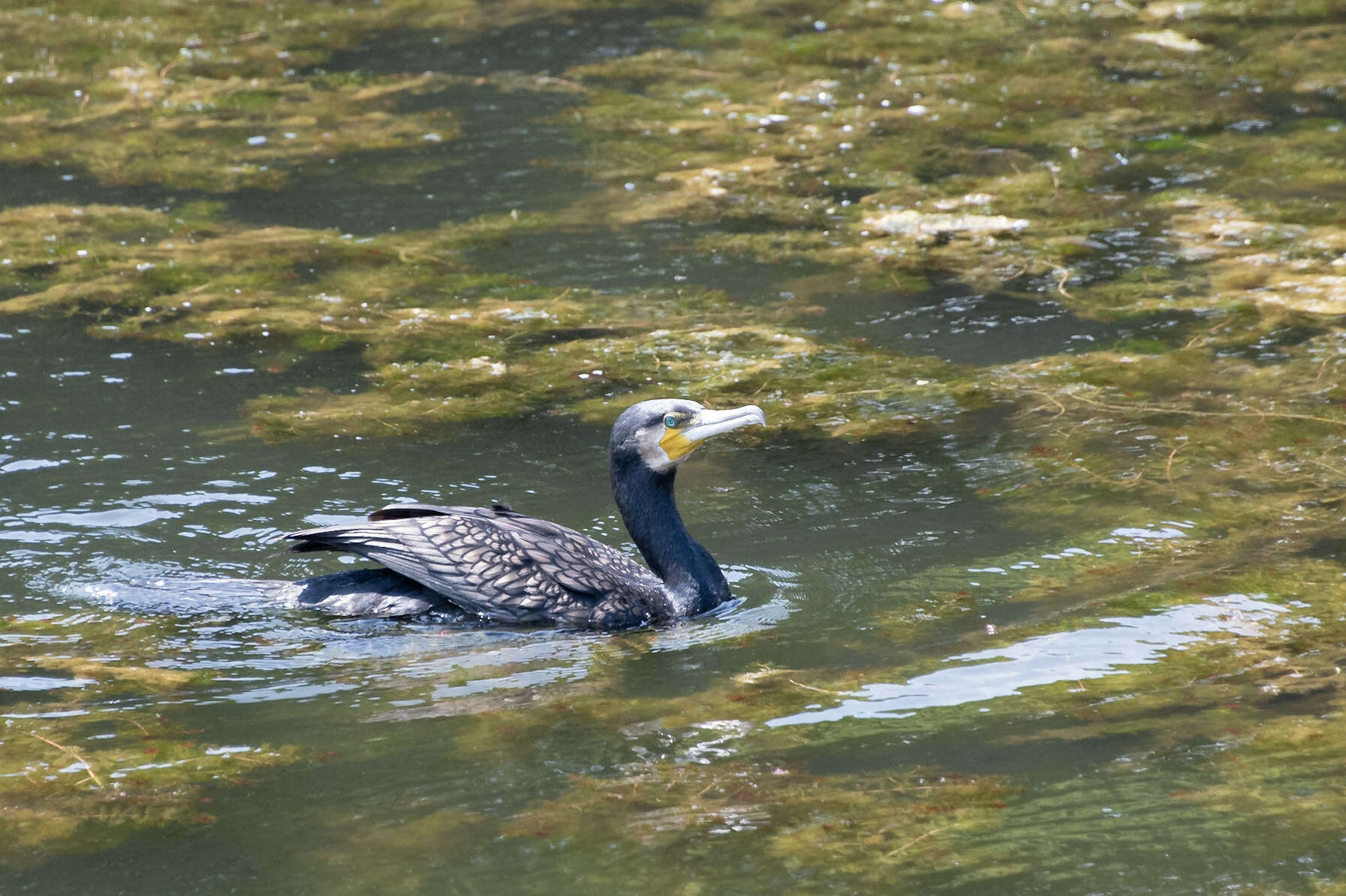 Imagem de Phalacrocorax carbo hanedae Kuroda & Nagamichi 1925