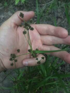 Imagem de Scirpus hattorianus Makino