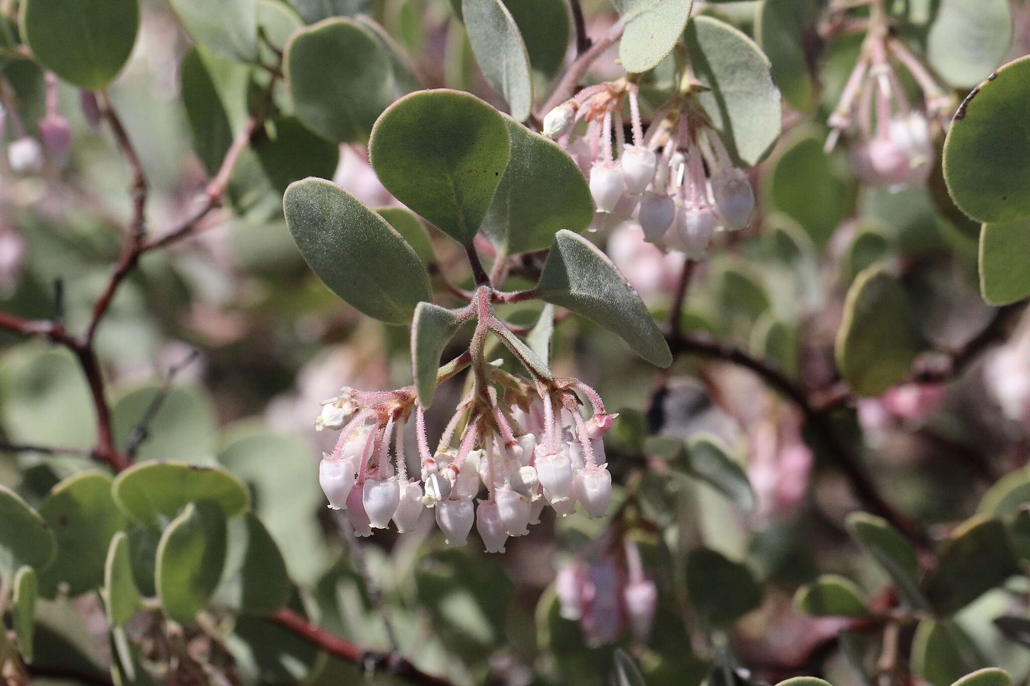 Image of hoary manzanita