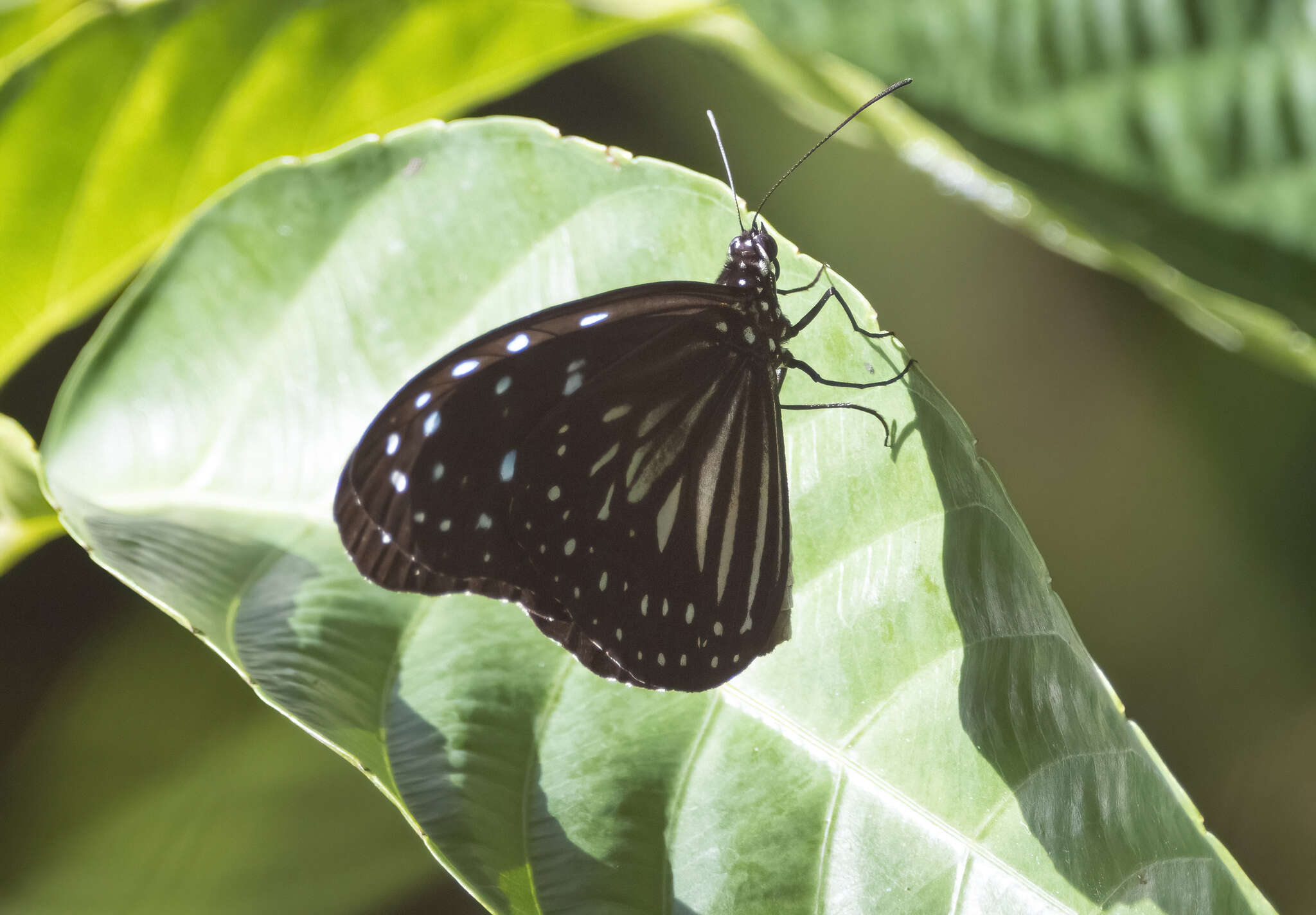 Image of Ideopsis juventa curtisi (Moore 1883)