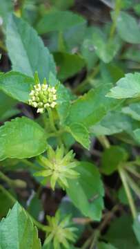 Image de Lantana polyacantha Schauer