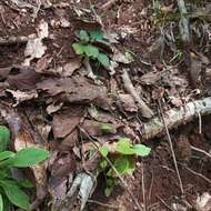 Lobelia longicaulis Brandegee resmi