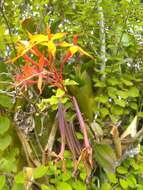 Image of Epidendrum wrightii Lindl.