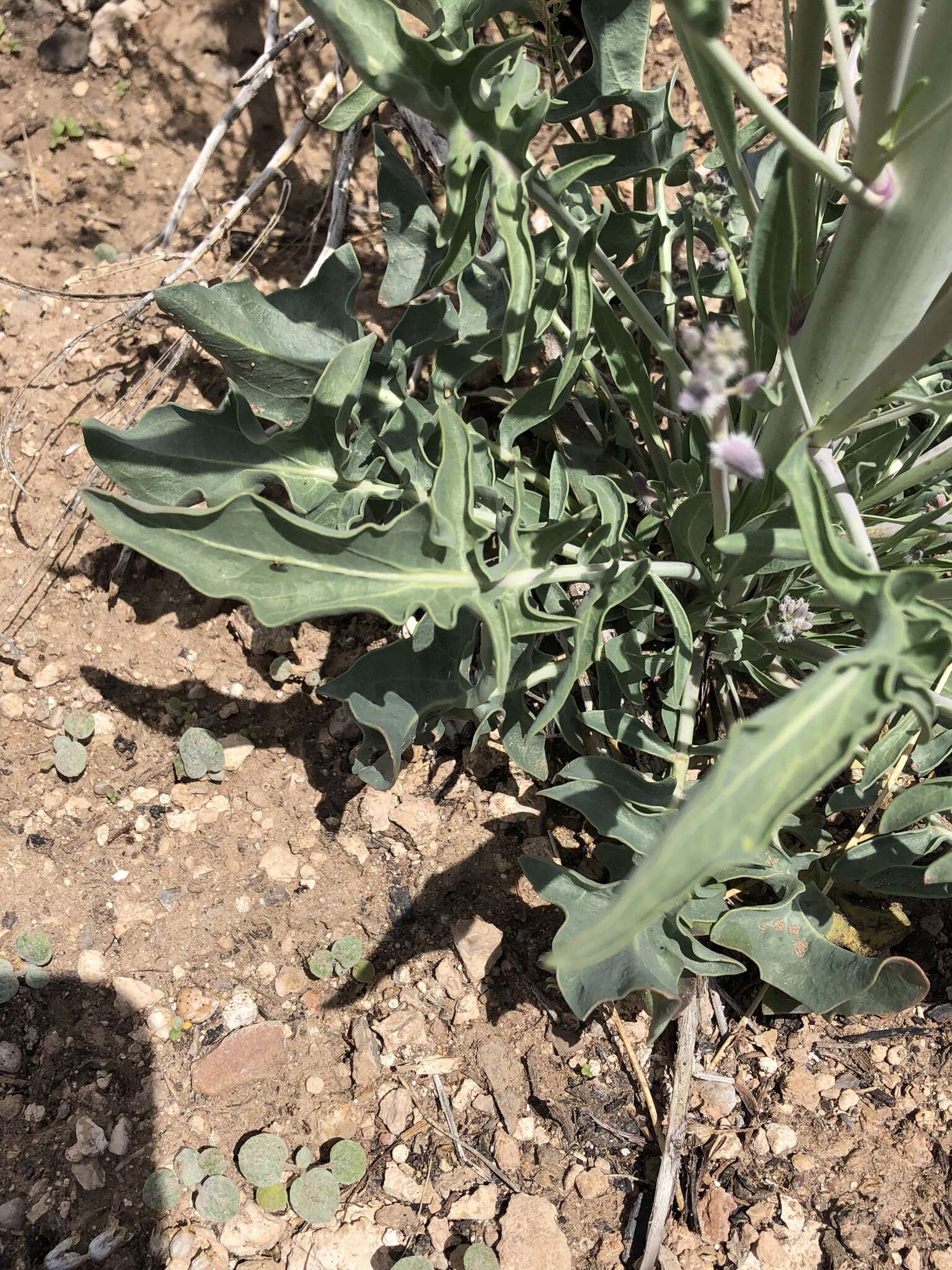 Image of thickstem wild cabbage