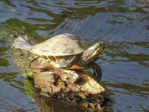 Image of Suwannee cooter