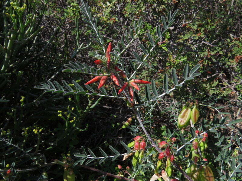 Image de Lessertia frutescens subsp. frutescens