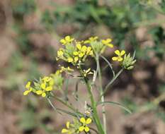 Image of diffuse wallflower