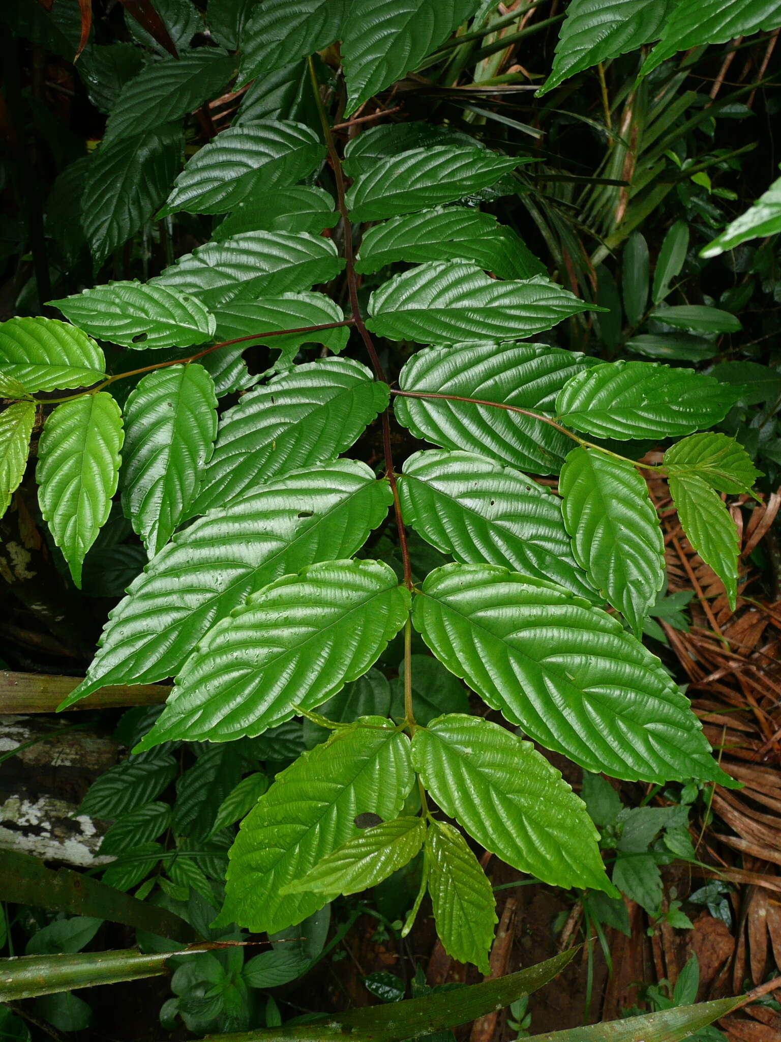 Image of umbrella-tree