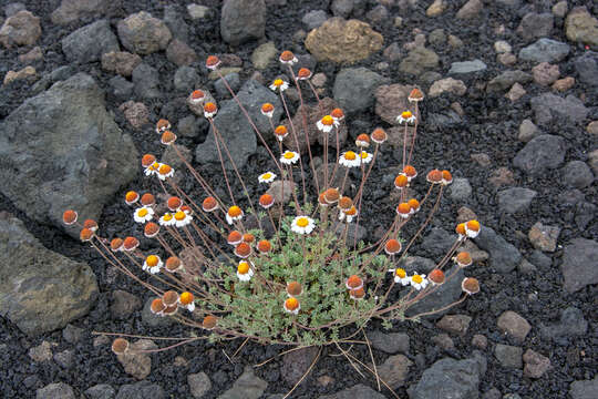 Image of Anthemis aetnensis Schouw