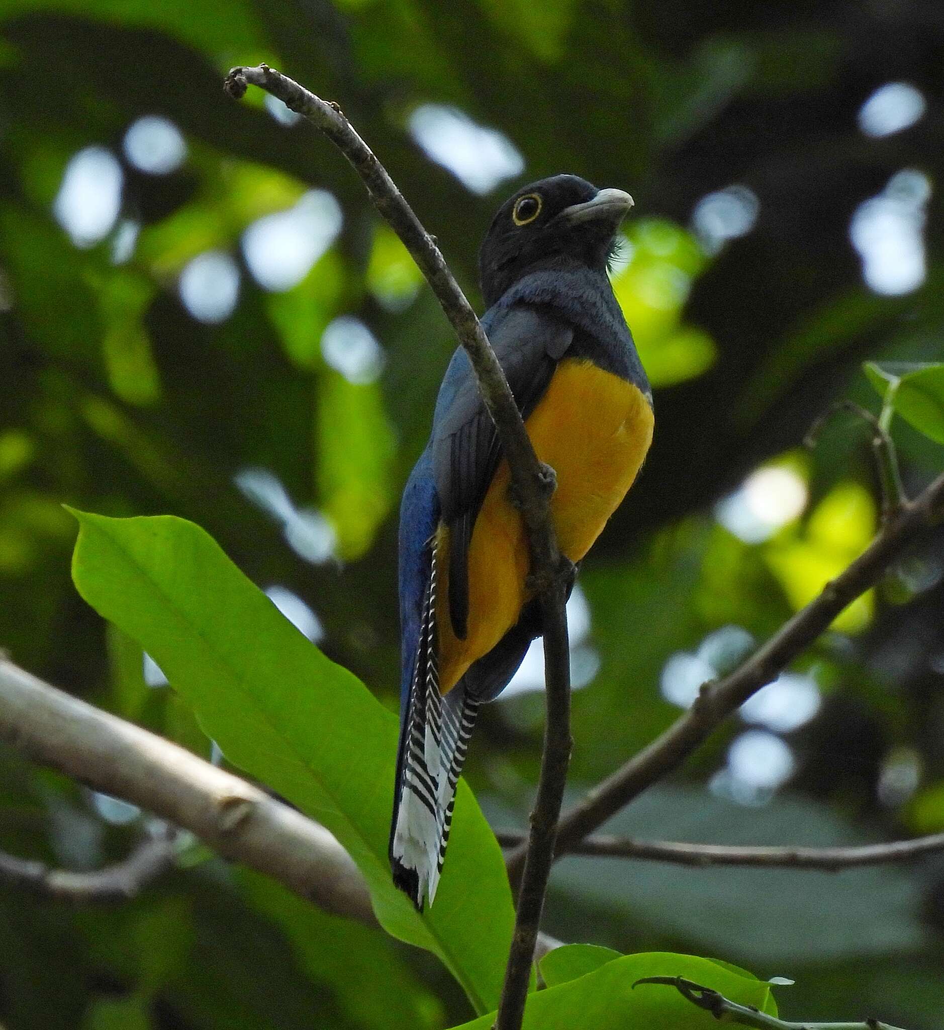 Imagem de Trogon ramonianus Deville & Des Murs 1849