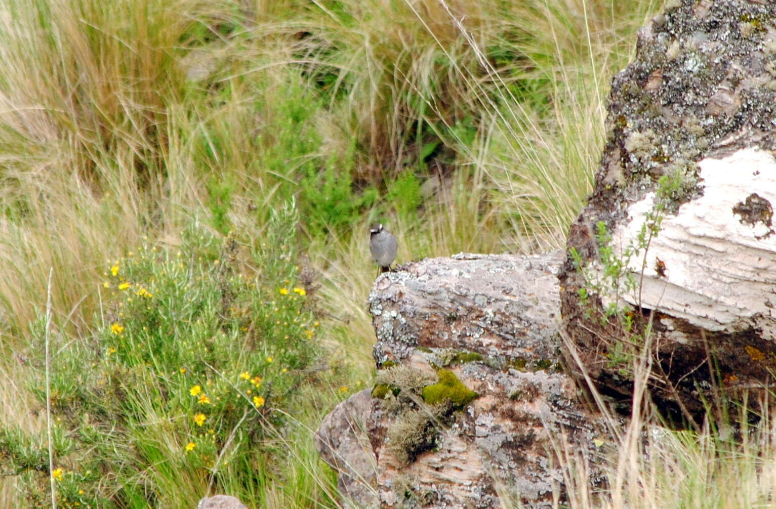 Ochthoeca leucophrys (d'Orbigny & Lafresnaye 1837)的圖片