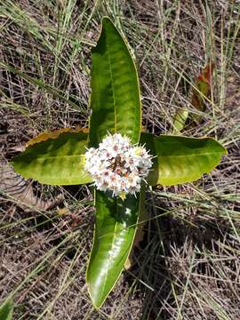 Image of Miconia fallax DC.